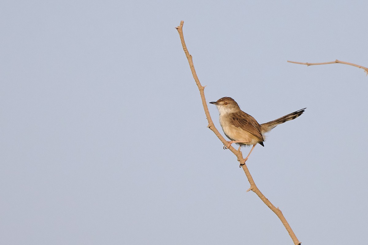 Graceful Prinia - ML646301878