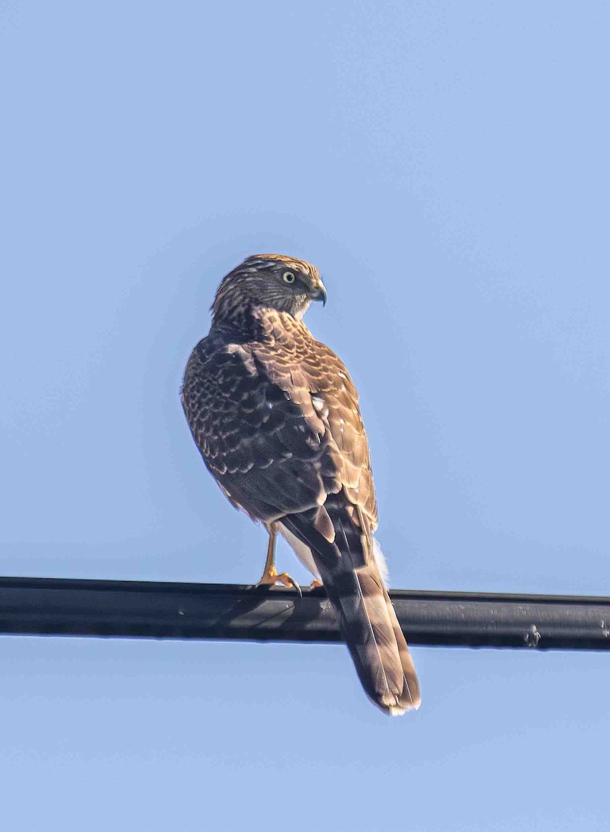 Cooper's Hawk - ML646301891