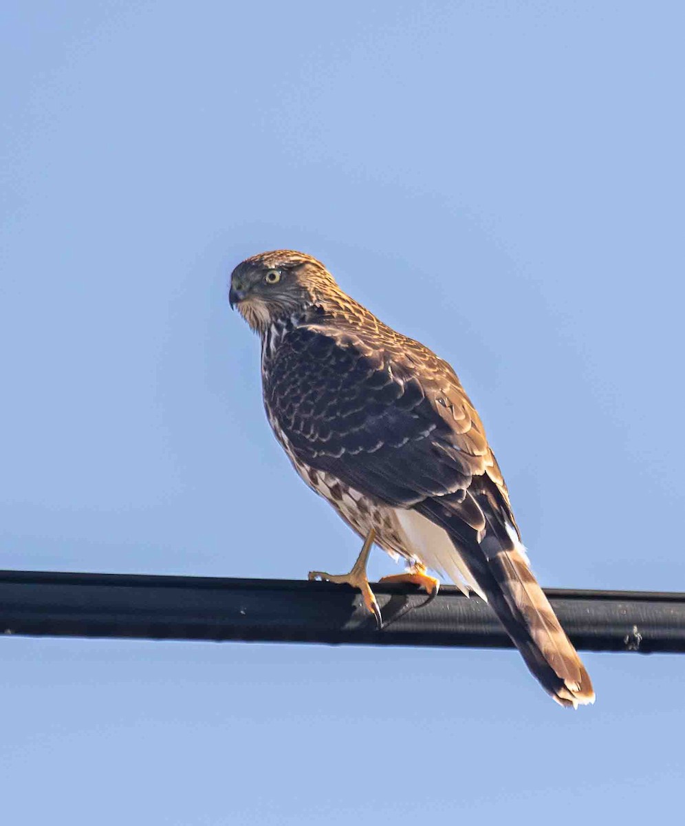 Cooper's Hawk - ML646301892