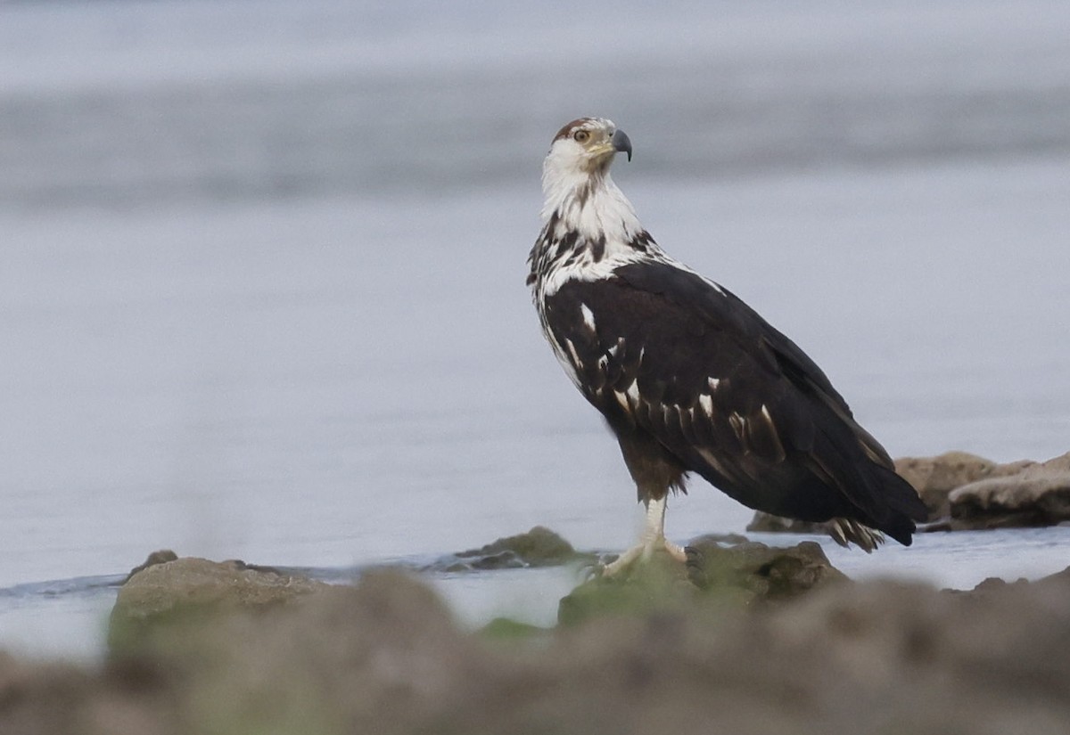 African Fish-Eagle - ML646301900