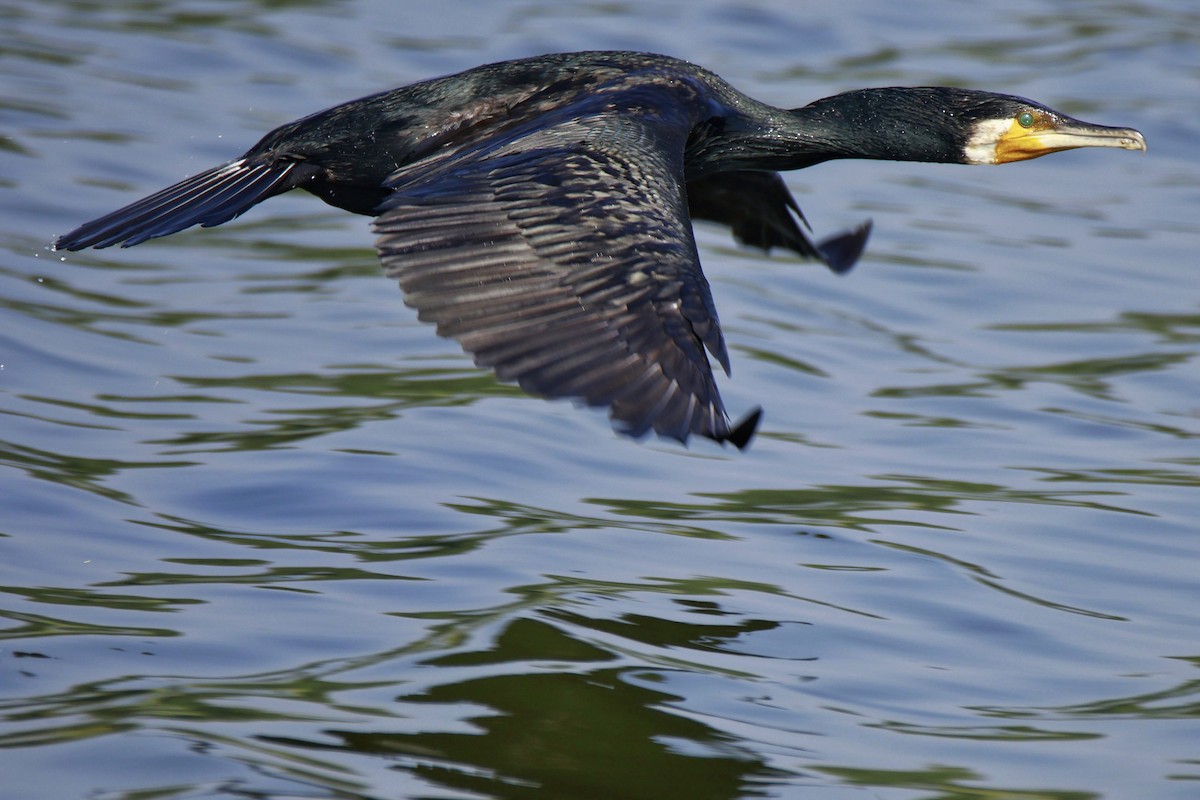 kormorán velký - ML646301901