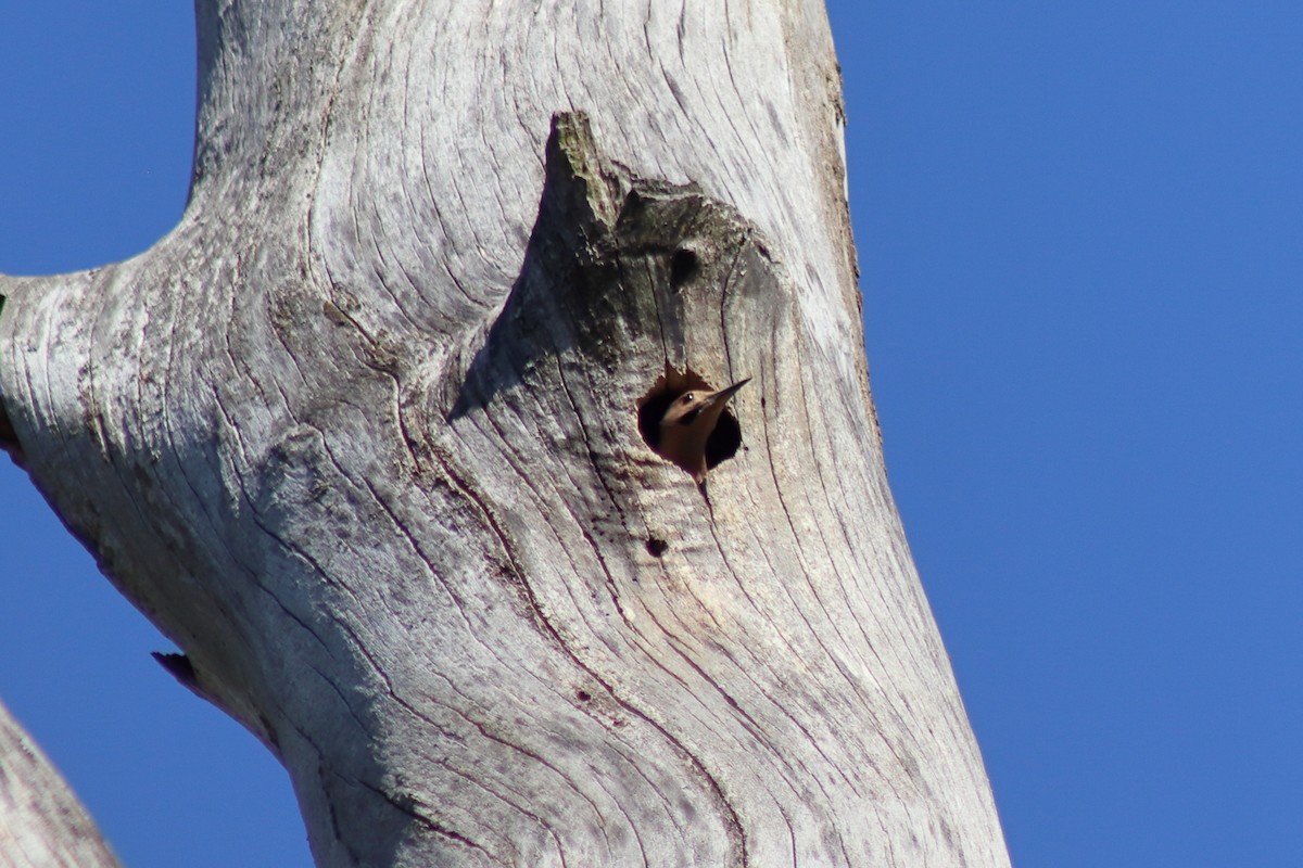 Northern Flicker - ML646301902