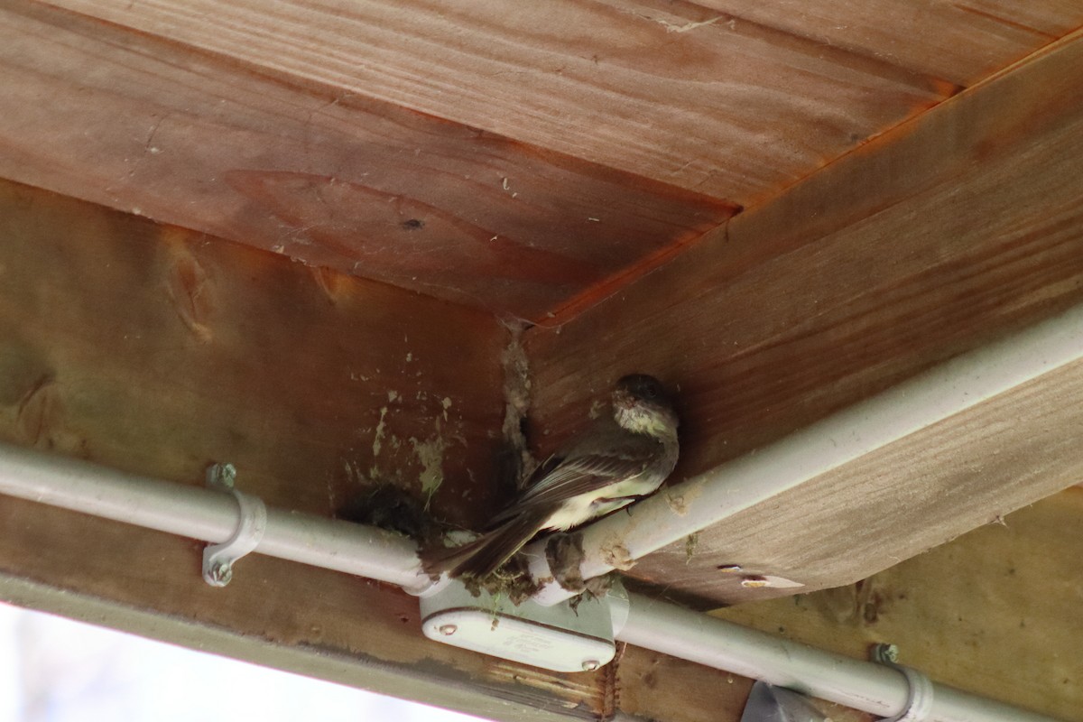 Eastern Phoebe - ML646301905