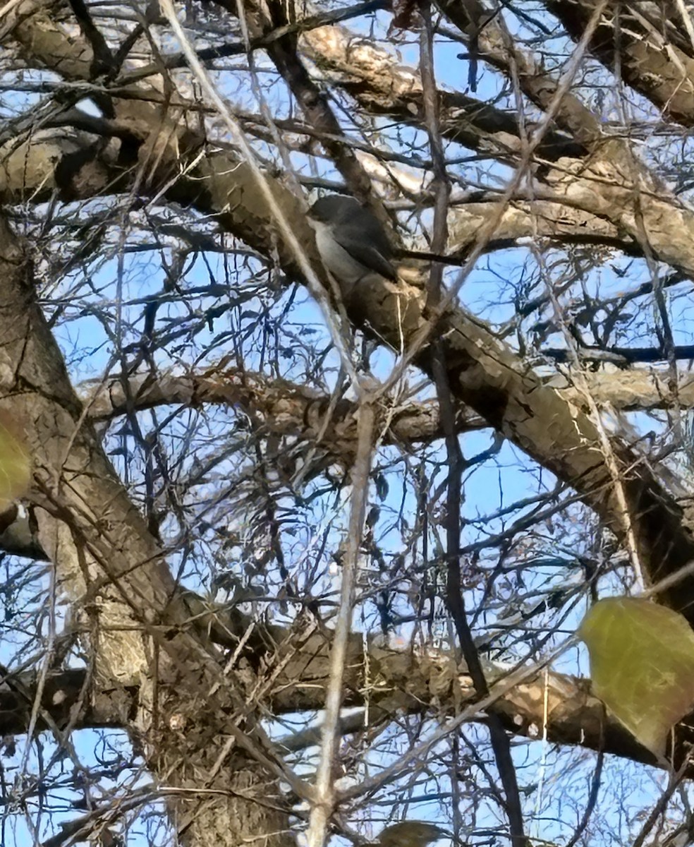 Blue-gray Gnatcatcher - ML646301906