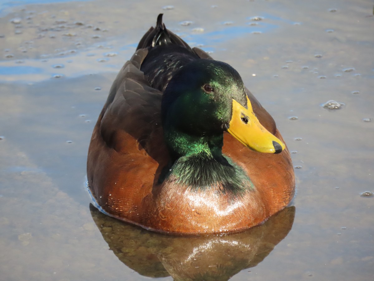 Mallard (Domestic type) - ML646301907