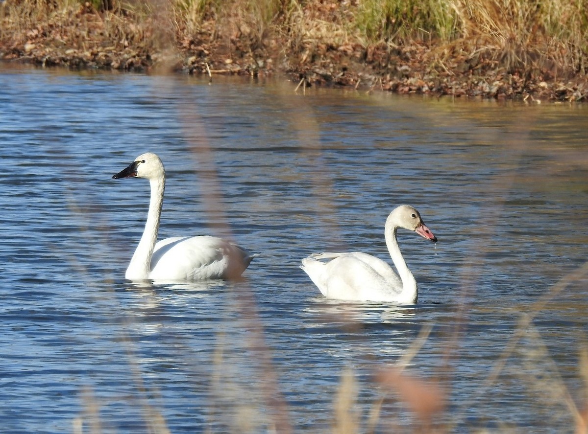 Tundra Swan (Whistling) - ML646301914