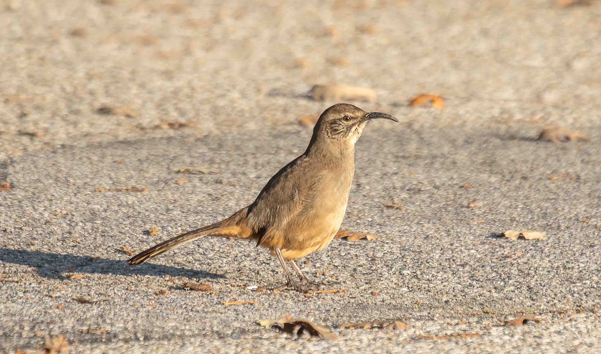 California Thrasher - ML646301915