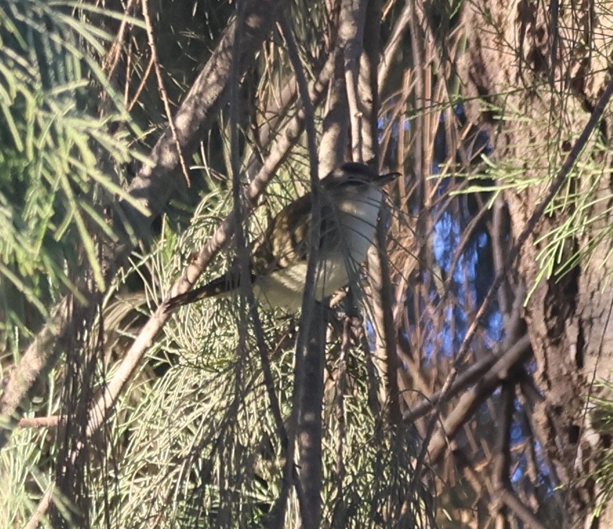 Kızıl Gözlü Vireo - ML646301917