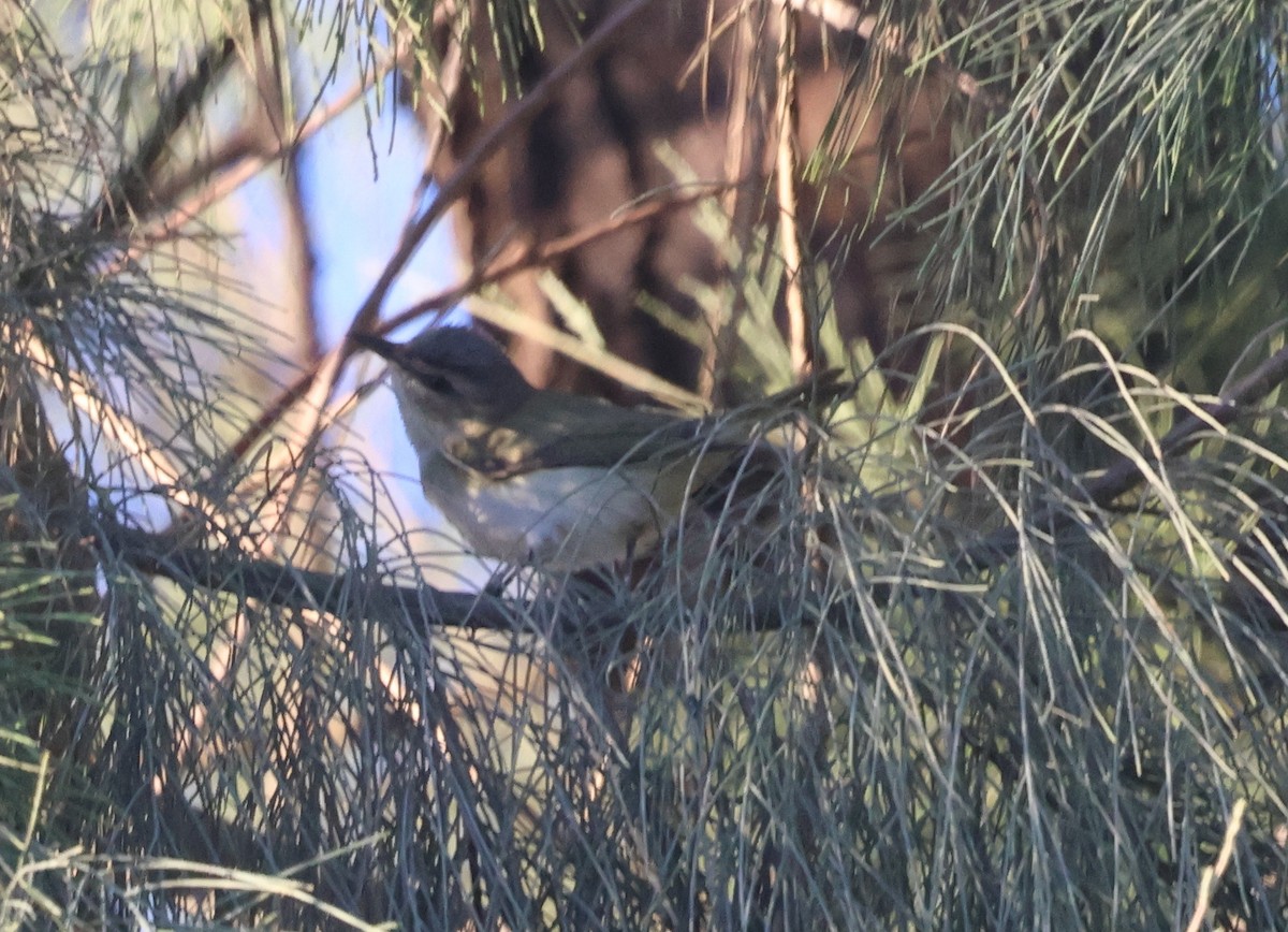 Kızıl Gözlü Vireo - ML646301918