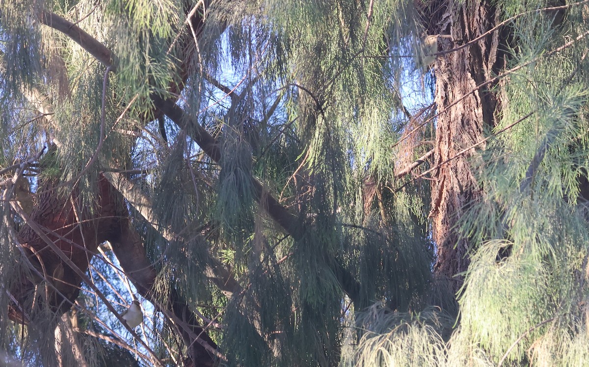 Kızıl Gözlü Vireo - ML646301919