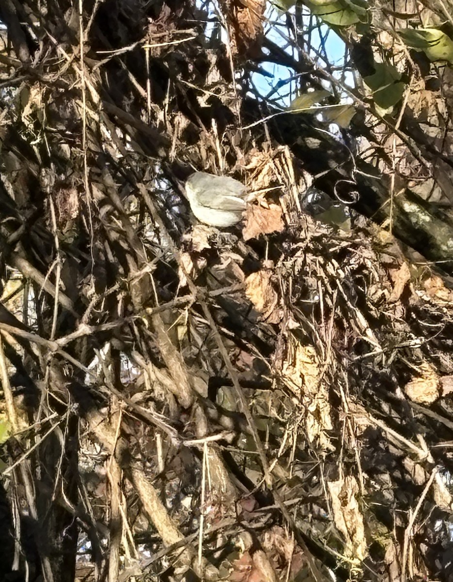 Blue-gray Gnatcatcher - ML646301920