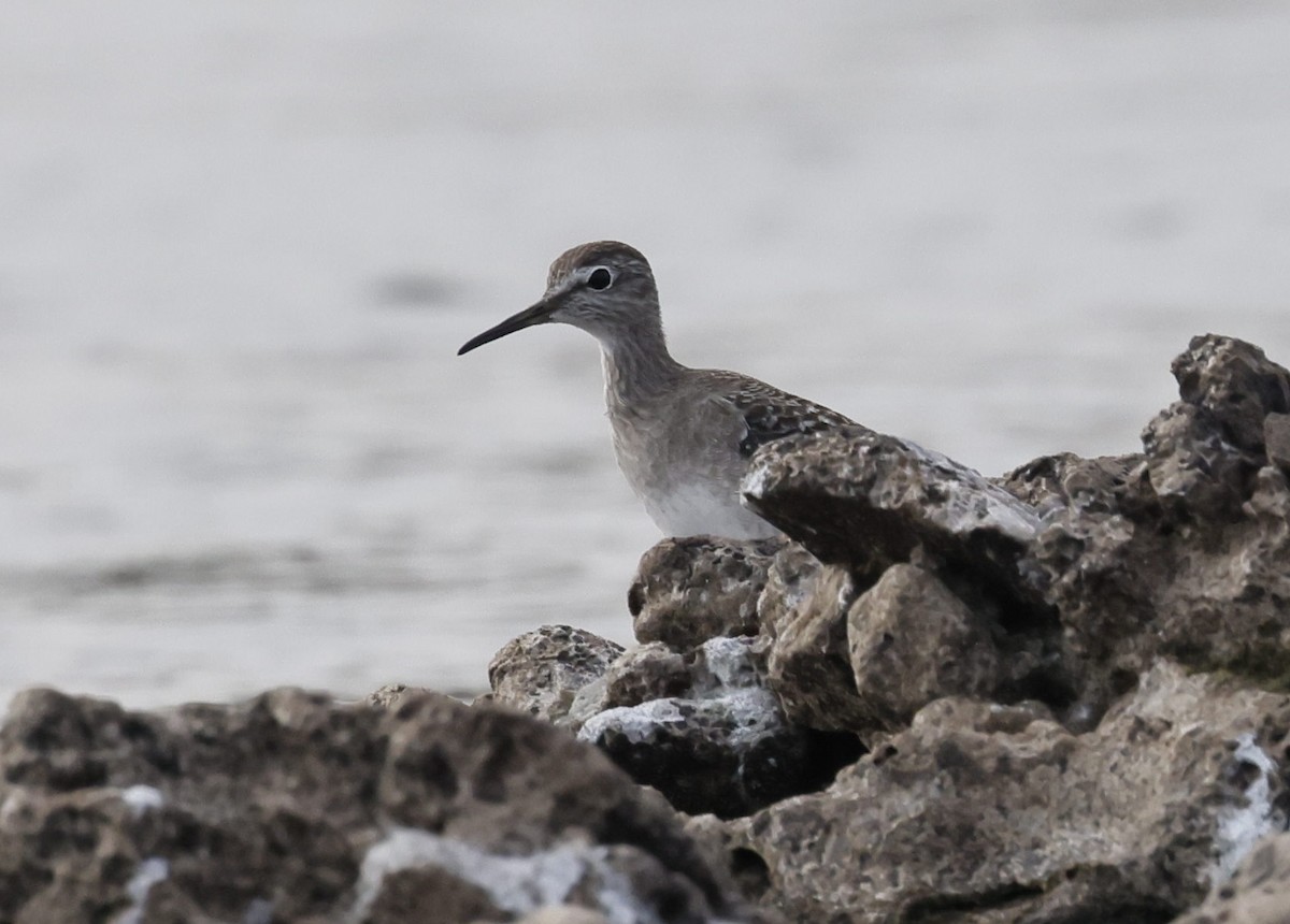 vodouš bahenní - ML646301921