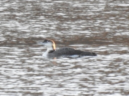 Common Loon - ML646301930