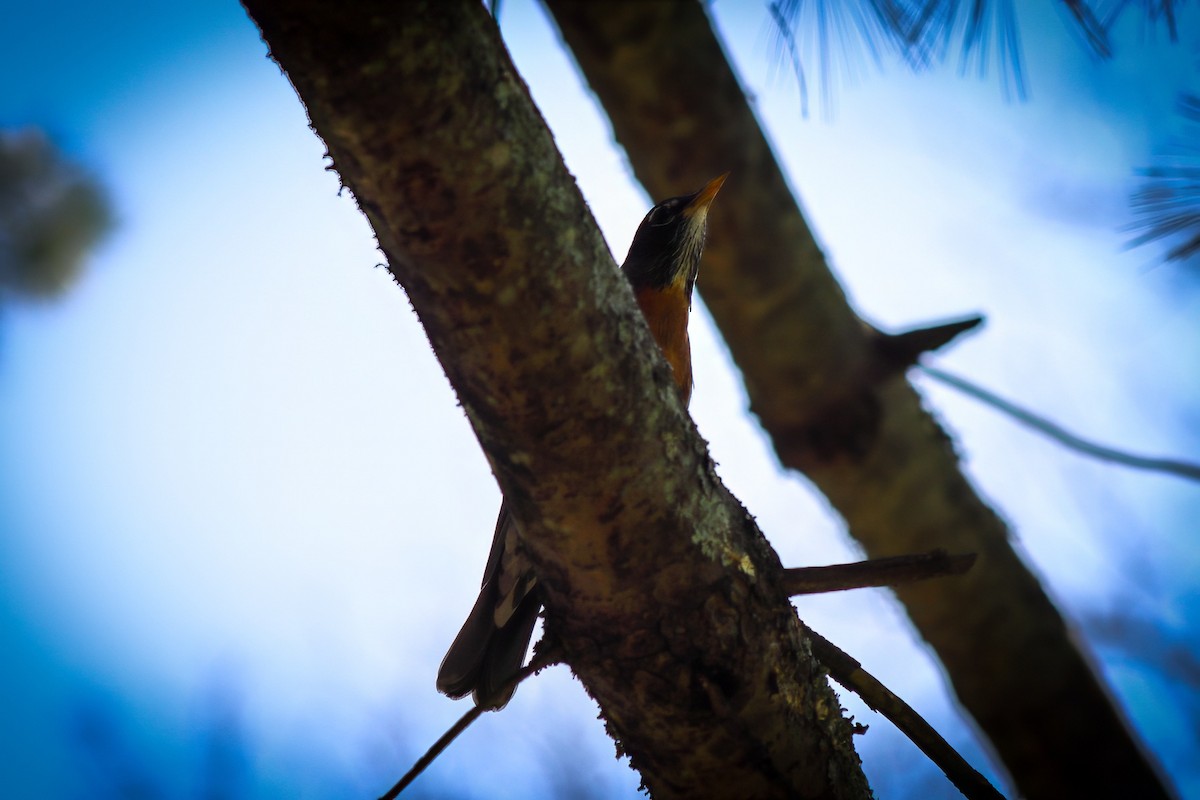 American Robin - ML646301936