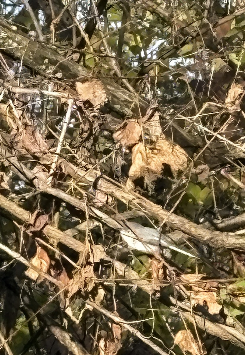 Blue-gray Gnatcatcher - ML646301943