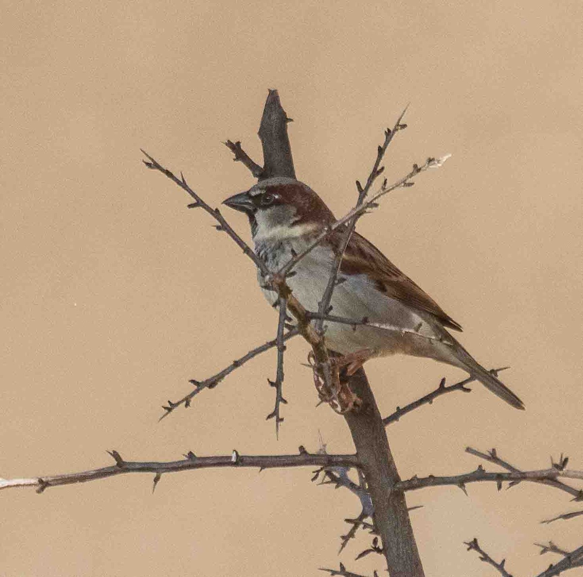 House Sparrow - ML646301944