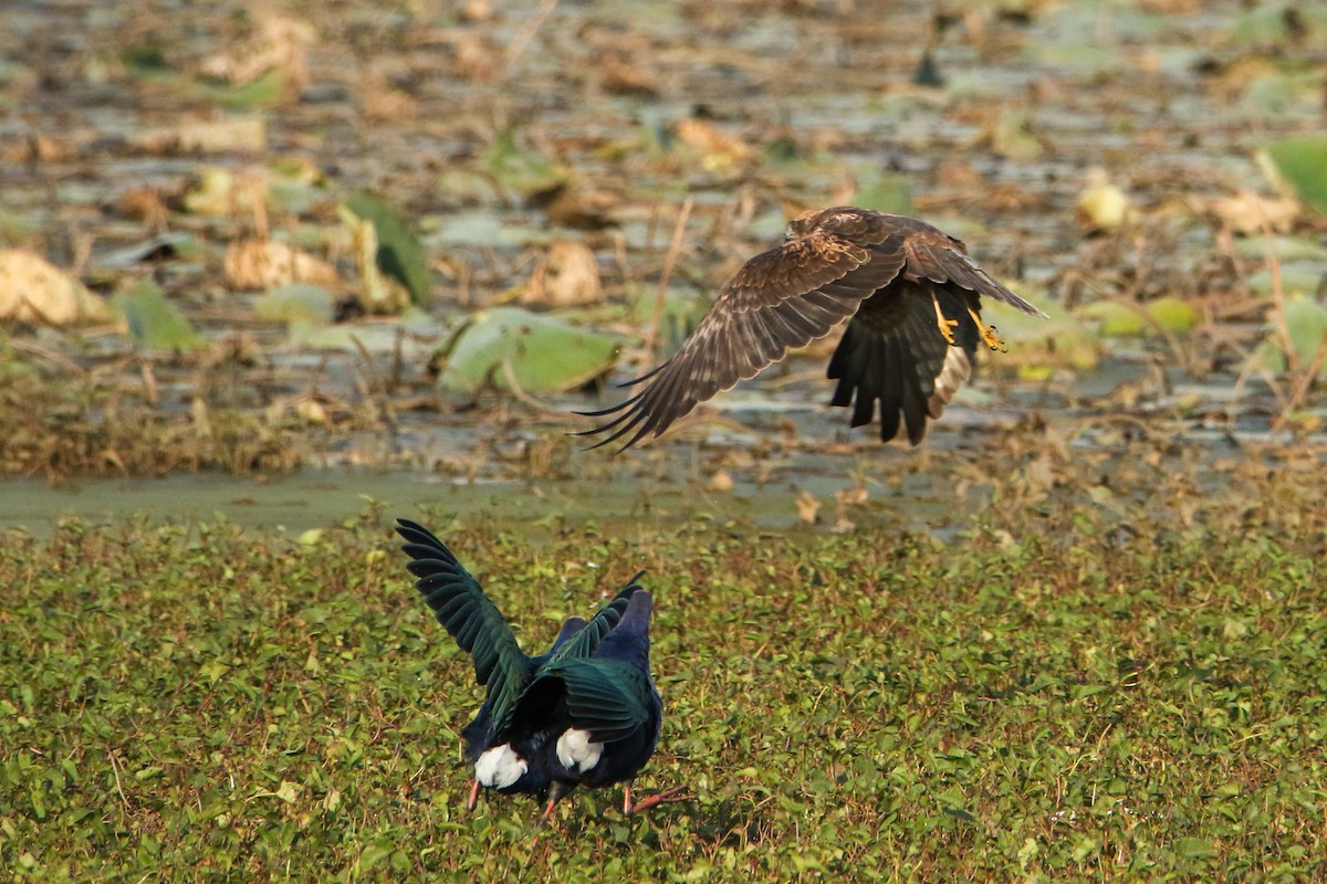 Western Marsh Harrier - ML646301951