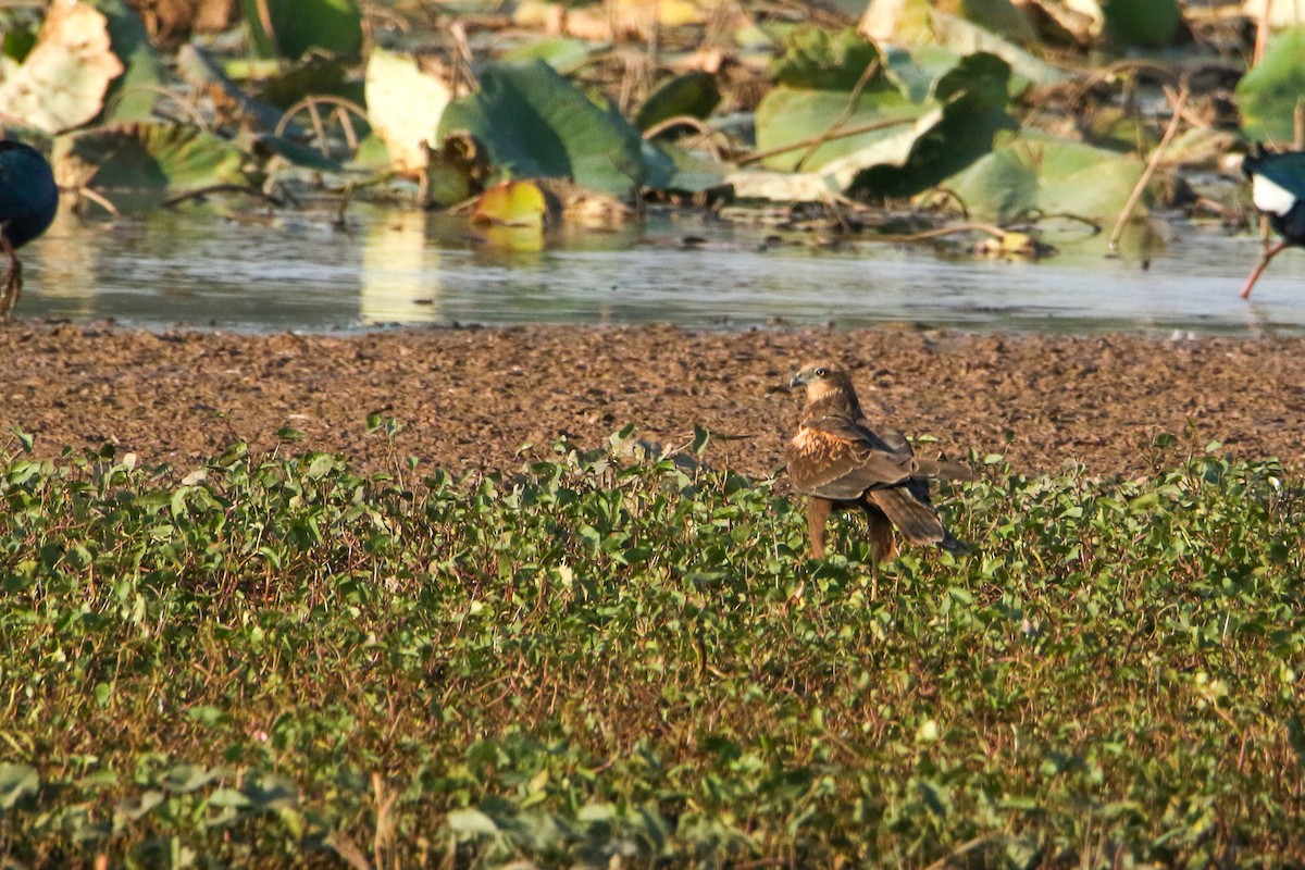 Western Marsh Harrier - ML646301952