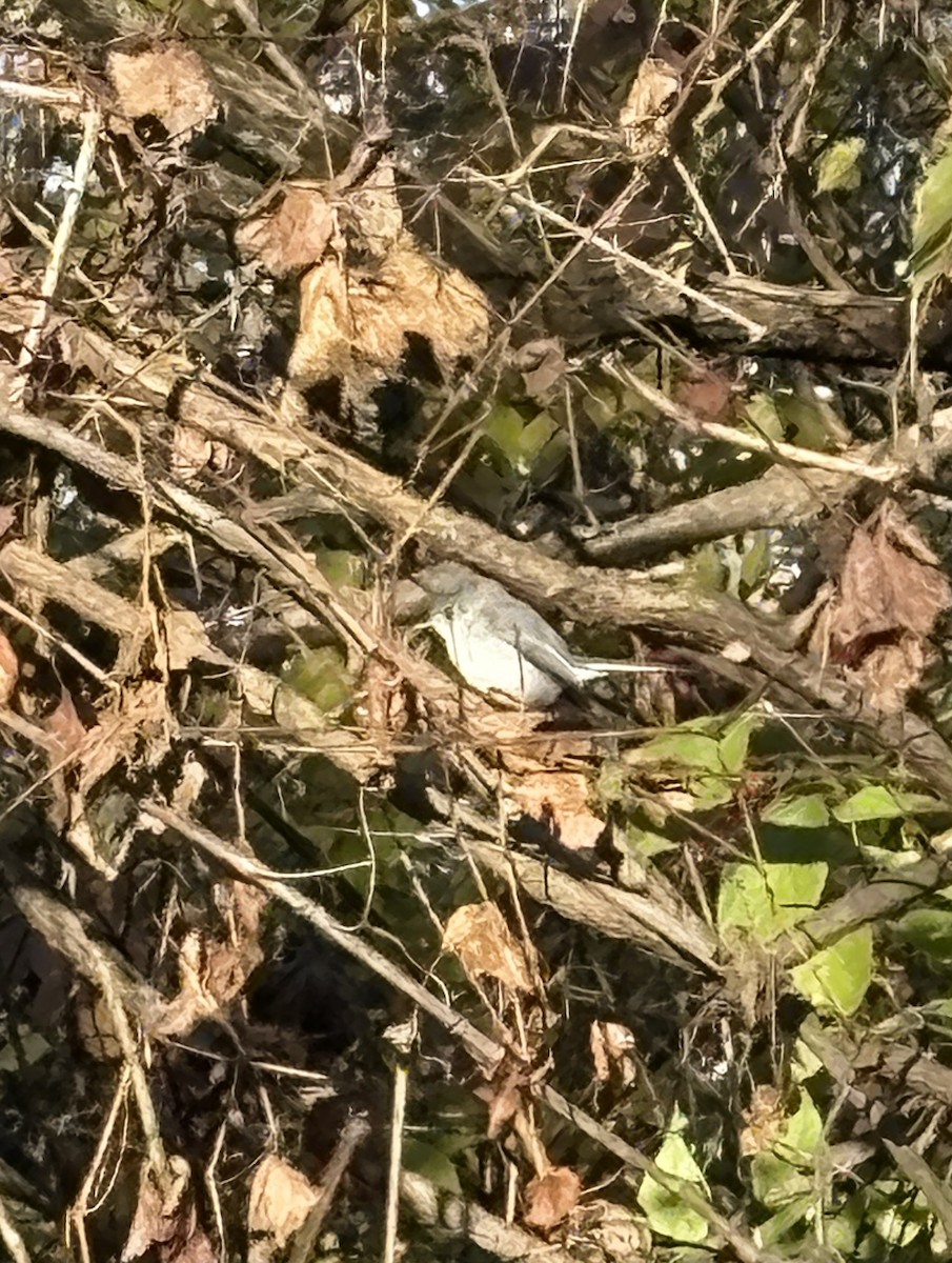 Blue-gray Gnatcatcher - ML646301955