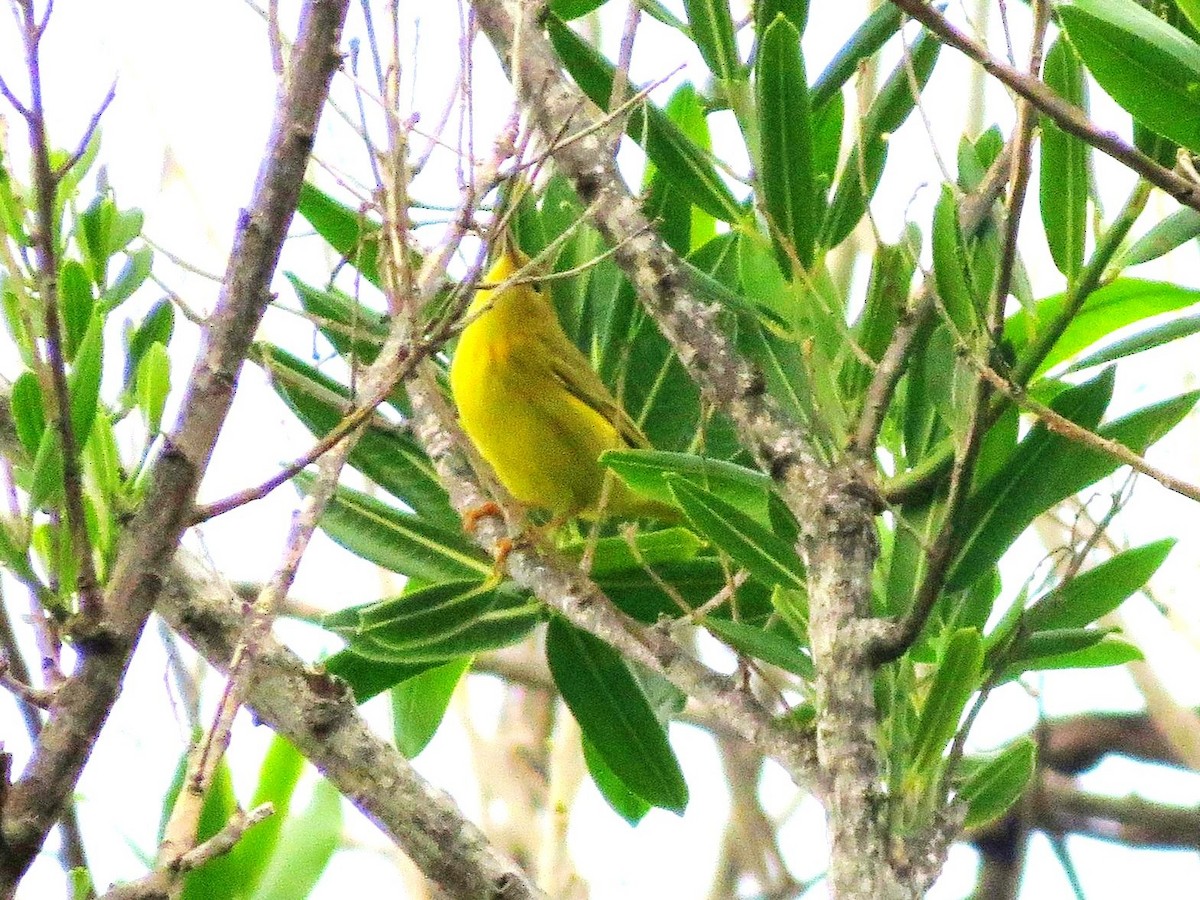 Northern Yellow Warbler - ML646301963