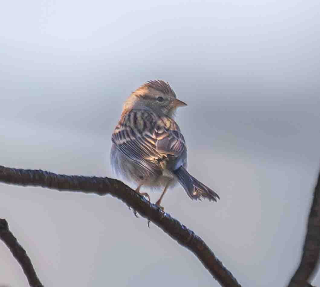 Chipping Sparrow - ML646301964