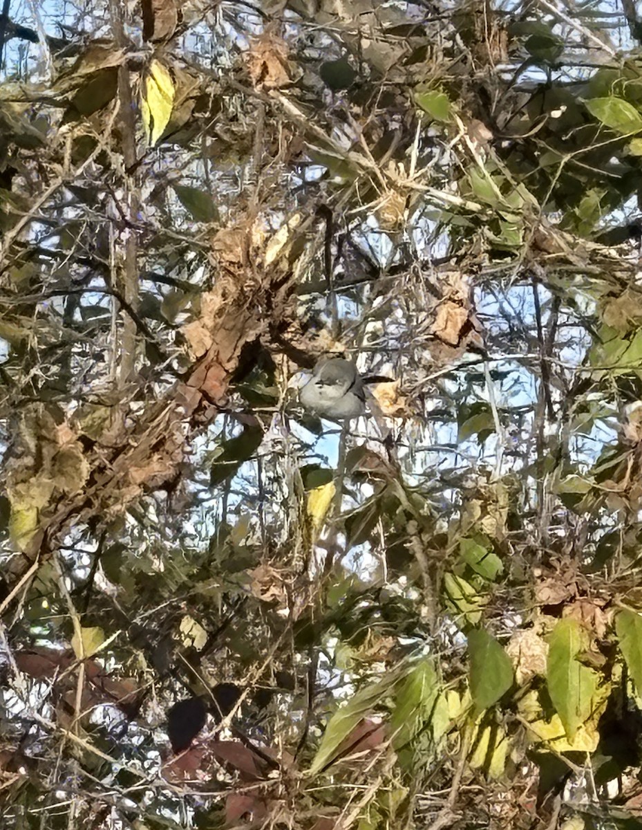 Blue-gray Gnatcatcher - ML646301965