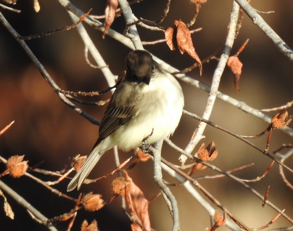 Eastern Phoebe - ML646301966