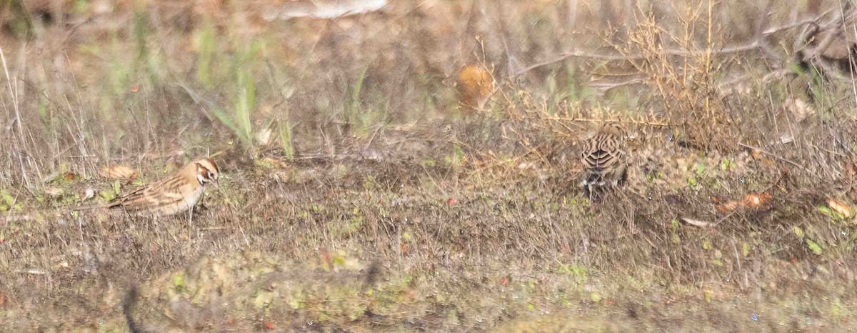 Lark Sparrow - ML646301967