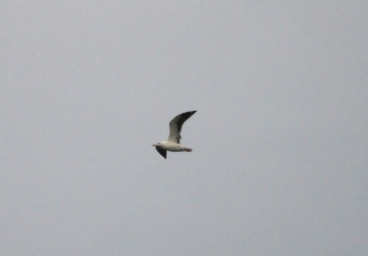 Kaio iluna - ML646301971