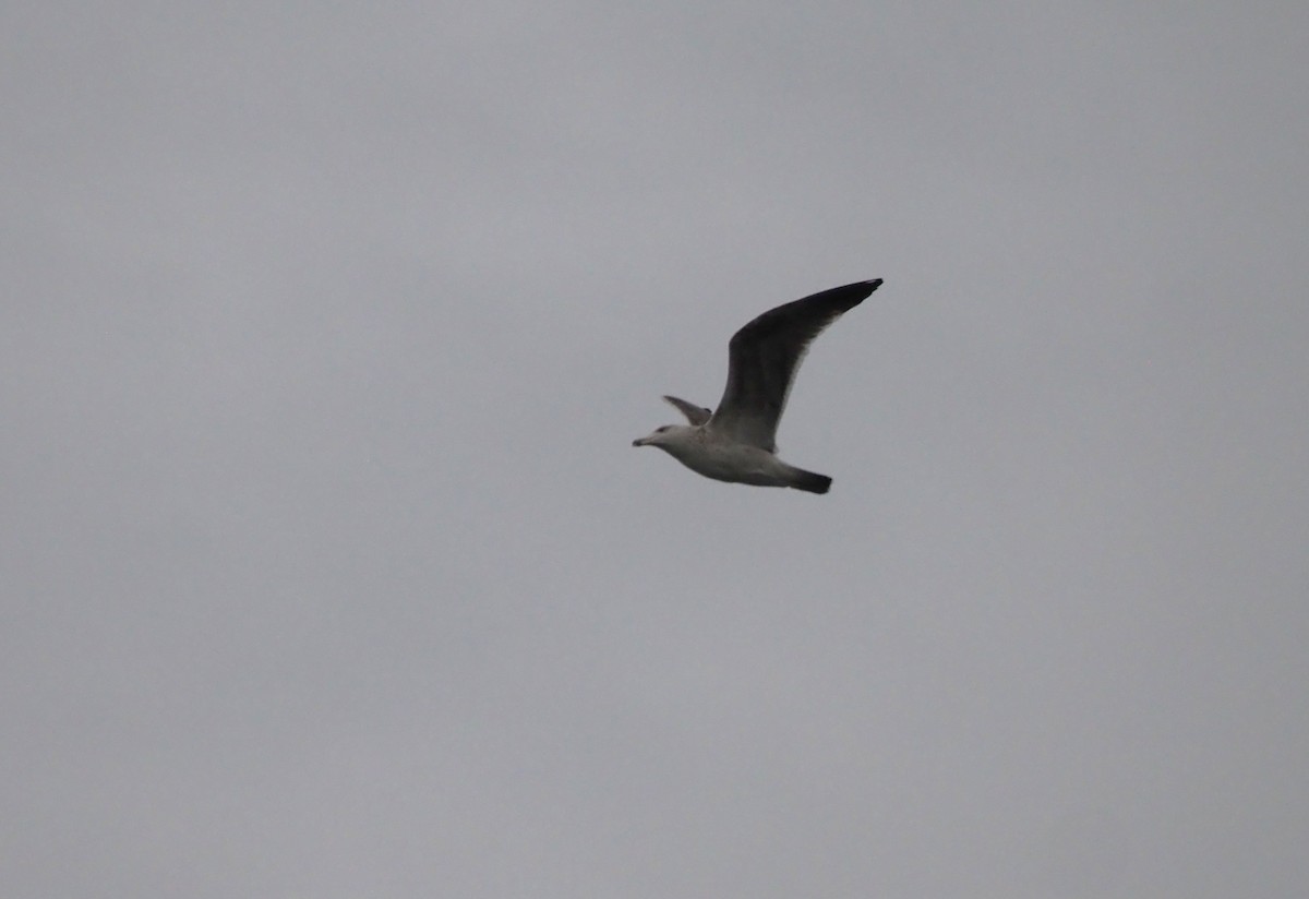 Kaio iluna - ML646301975