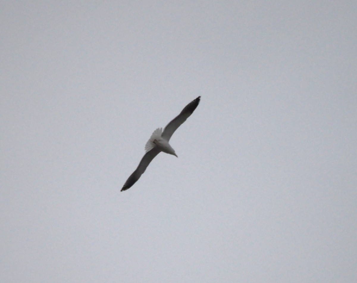 Kaio iluna - ML646301979