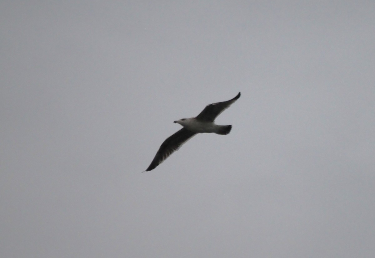 Kaio iluna - ML646301982