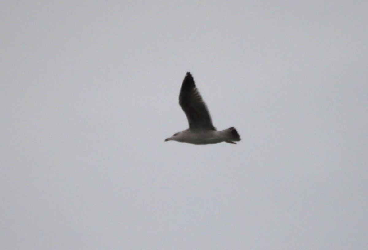 Kaio iluna - ML646301984