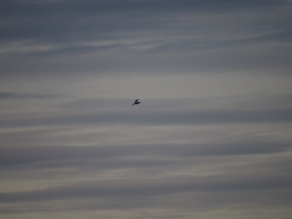 Kaio iluna - ML646301990