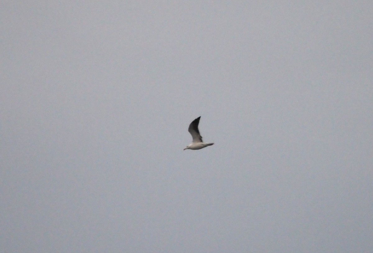 Kaio iluna - ML646301992