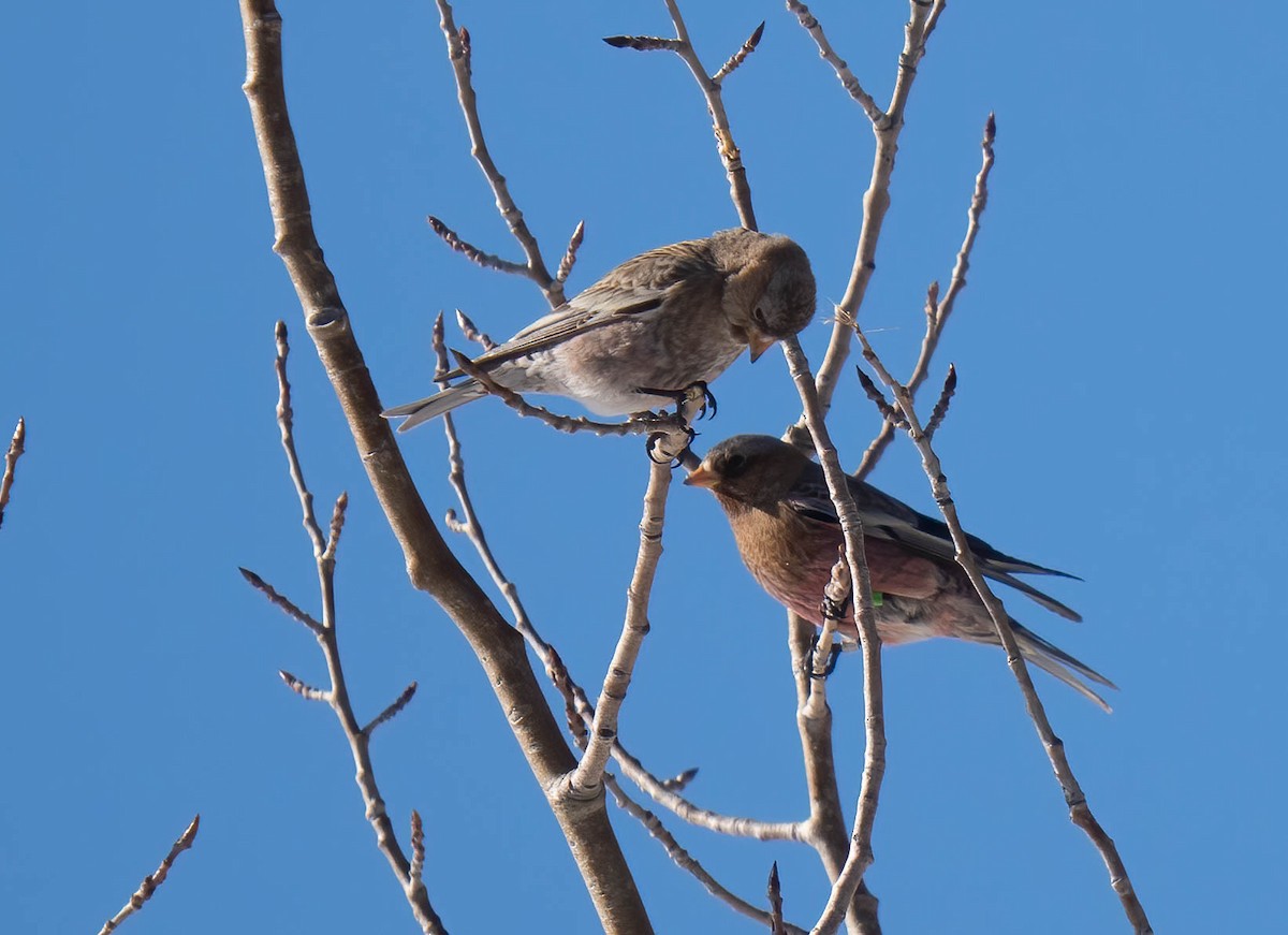 Brown-capped Rosy-Finch - ML646301994