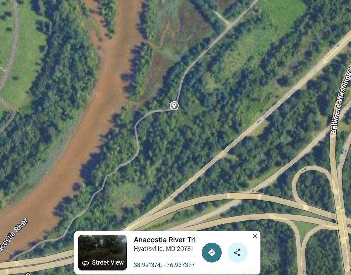 Blue-gray Gnatcatcher - ML646301999