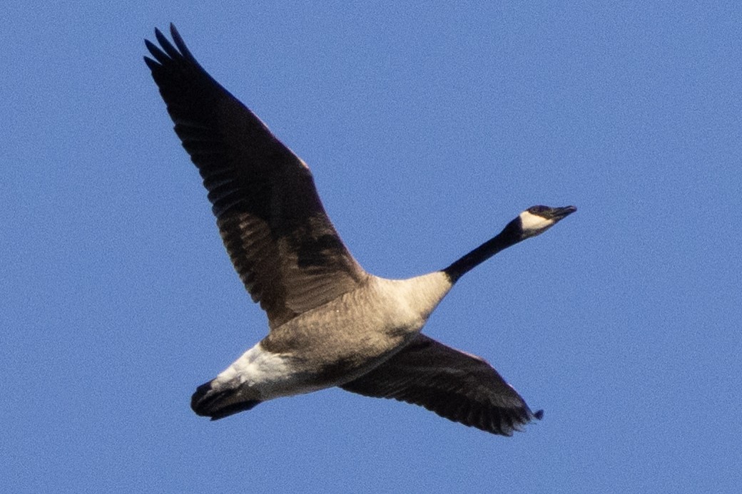 berneška velká - ML646302000