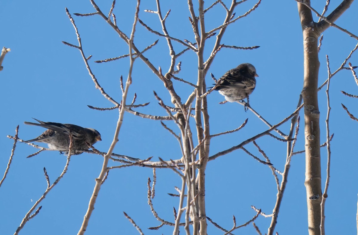 Black Rosy-Finch - ML646302003