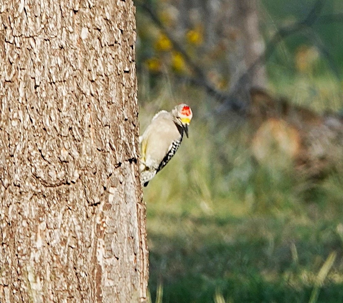 Golden-fronted Woodpecker - ML646302012