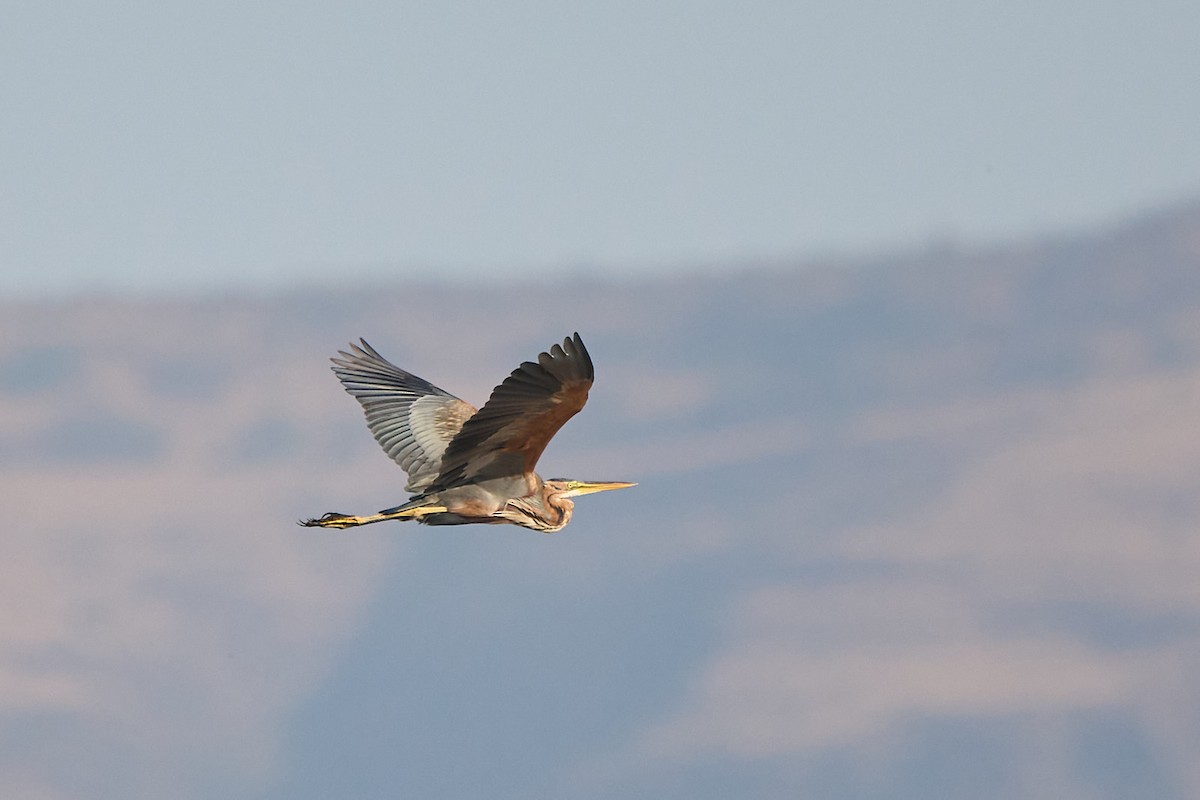 Purple Heron - ML646302013