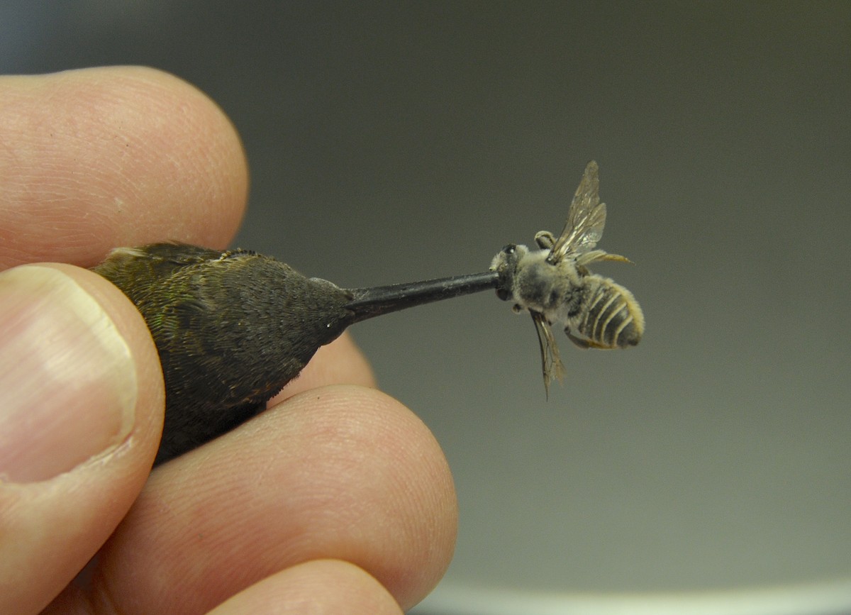 Black-chinned Hummingbird - ML646302015