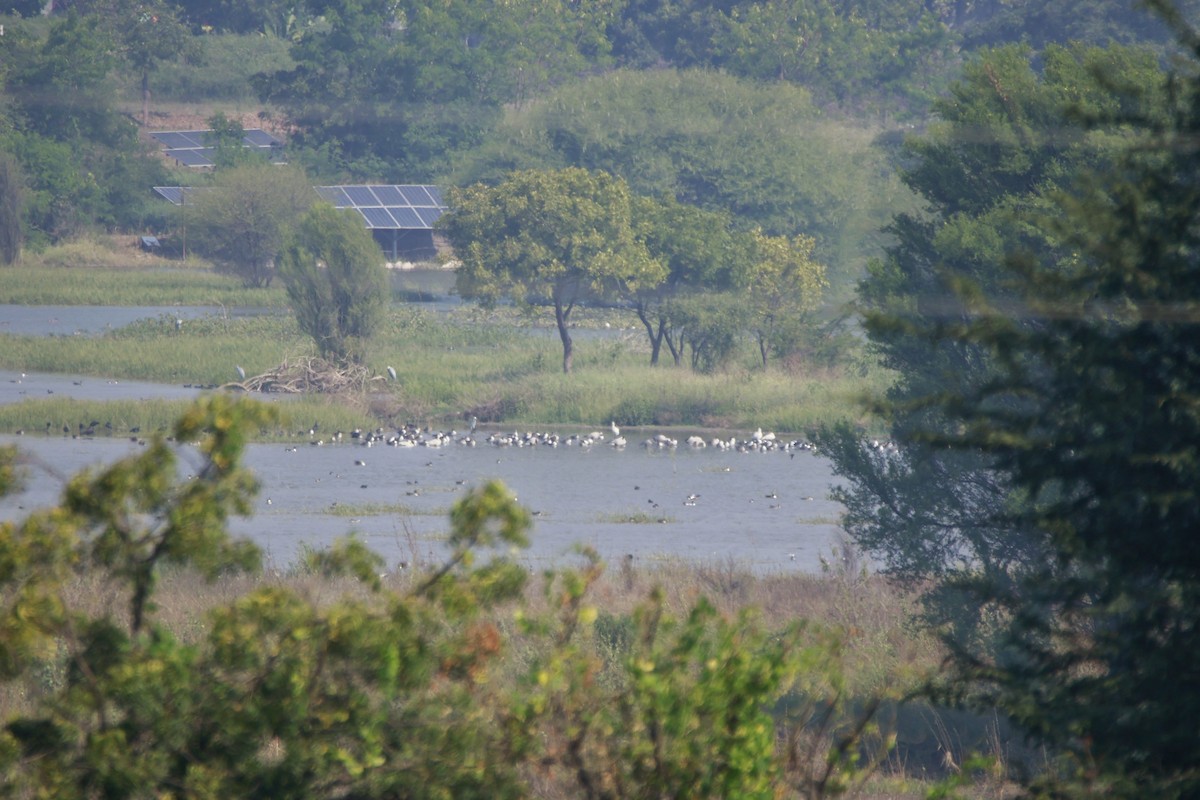 Oie à tête barrée - ML646302020