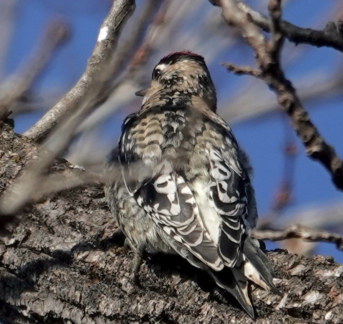 シルスイキツツキ - ML646302025