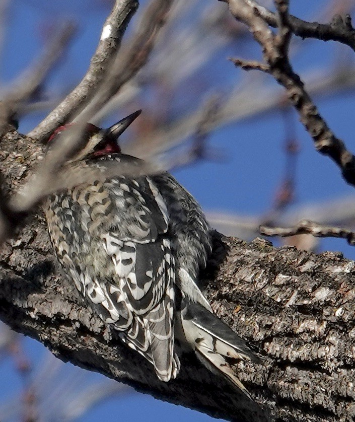 Yellow-bellied Sapsucker - ML646302026