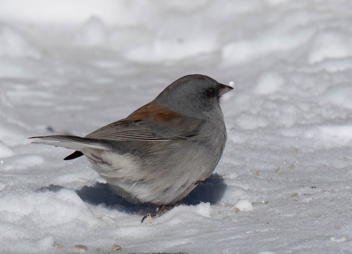 Dark-eyed Junco (Gray-headed) - ML646302045