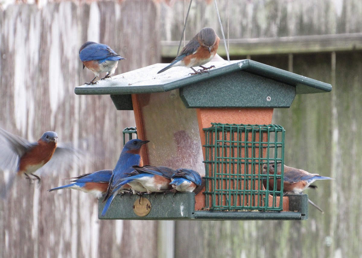 Eastern Bluebird - ML646302047