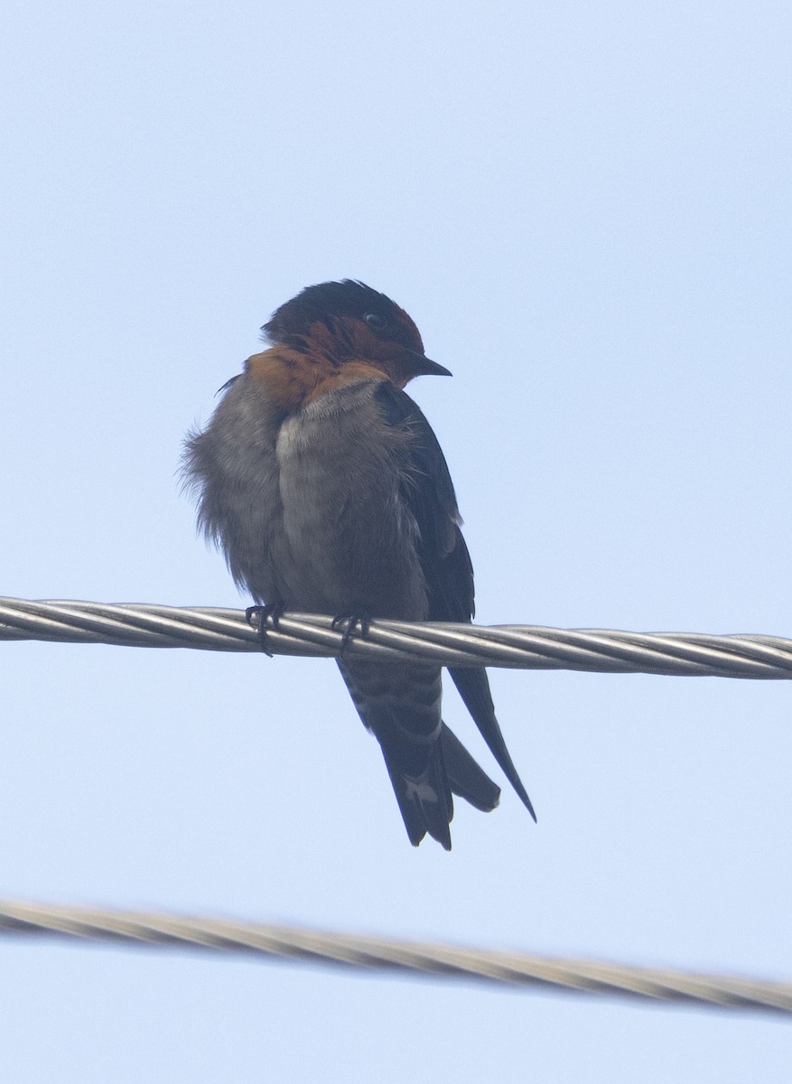 Hirondelle des Nilgiri - ML646302048