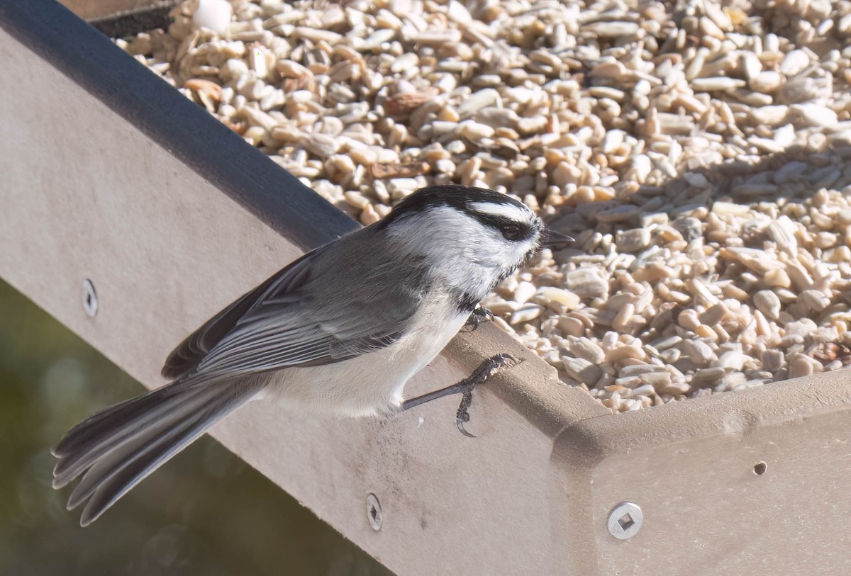 Mountain Chickadee - ML646302051