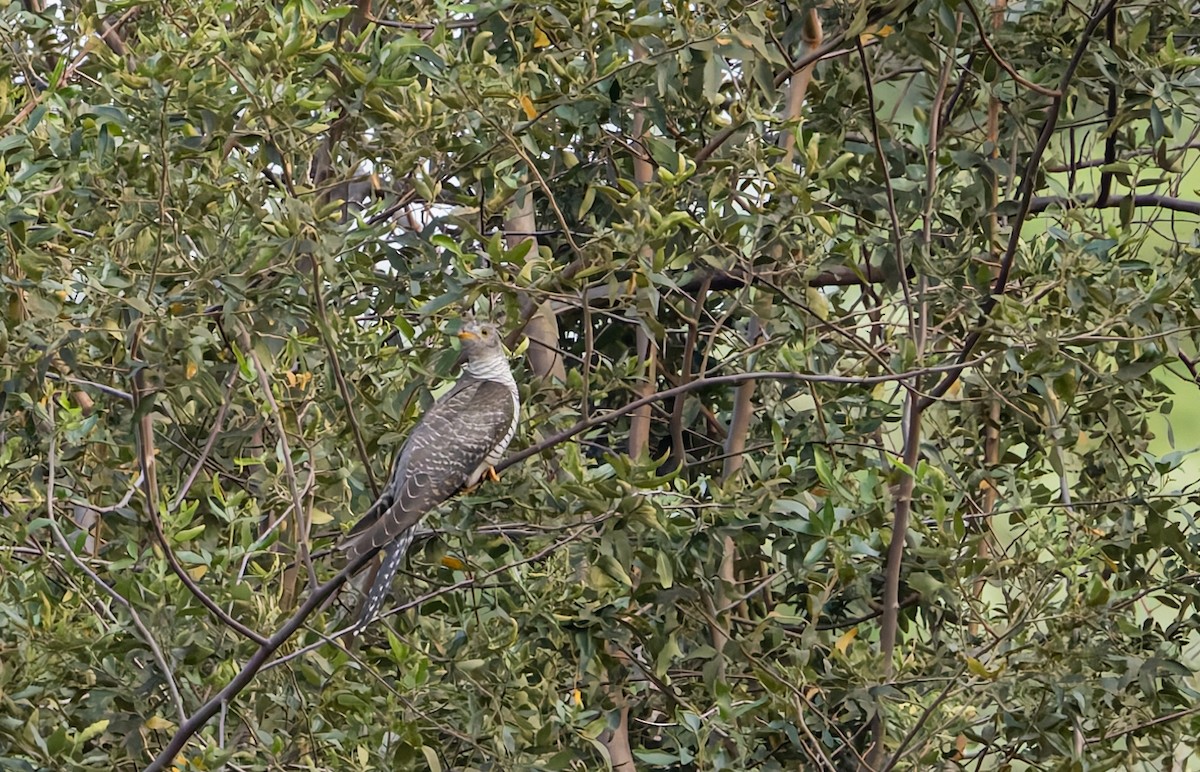 African Cuckoo - ML646302056